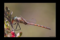 PhotoID: AusDr743. Procordulia jacksoniensis - male