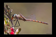 PhotoID: AusDr744. Procordulia jacksoniensis - male
