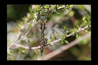 PhotoID: AusDr745. Procordulia jacksoniensis - male