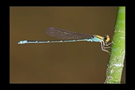 PhotoID: AusDa468. Pseudagrion aureofrons - male