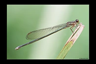 PhotoID: AusDa308. Flame-Headed Riverdamsel (Pseudagrion ignifer) - female