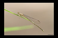 PhotoID: AusDa250. Blue Riverdamsel (Pseudagrion microcephalum) - female