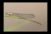 PhotoID: AusDa251. Blue Riverdamsel (Pseudagrion microcephalum) - female