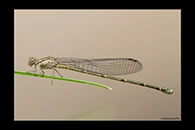 PhotoID: AusDa252. Blue Riverdamsel (Pseudagrion microcephalum) - female