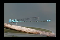 PhotoID: AusDa343. Blue Riverdamsel (Pseudagrion microcephalum) - male