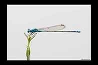 PhotoID: AusDa349. Blue Riverdamsel (Pseudagrion microcephalum) - male