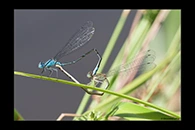 PhotoID: AusDa363. Blue Riverdamsel (Pseudagrion microcephalum) - copula