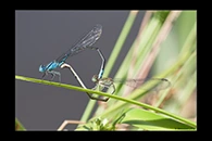 PhotoID: AusDa364. Blue Riverdamsel (Pseudagrion microcephalum) - copula