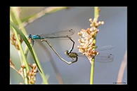 PhotoID: AusDa365. Blue Riverdamsel (Pseudagrion microcephalum) - copula
