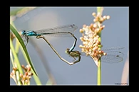 PhotoID: AusDa366. Blue Riverdamsel (Pseudagrion microcephalum) - copula