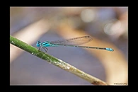 PhotoID: AusDa450. Blue Riverdamsel (Pseudagrion microcephalum) - male