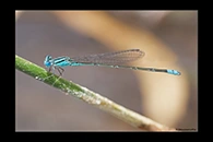 PhotoID: AusDa451. Blue Riverdamsel (Pseudagrion microcephalum) - male