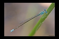 PhotoID: AusDa452. Blue Riverdamsel (Pseudagrion microcephalum) - male