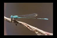 PhotoID: AusDa453. Blue Riverdamsel (Pseudagrion microcephalum) - male