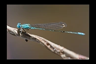PhotoID: AusDa454. Blue Riverdamsel (Pseudagrion microcephalum) - male