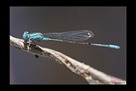 PhotoID: AusDa455. Blue Riverdamsel (Pseudagrion microcephalum) - male