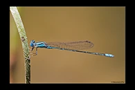 PhotoID: AusDa469. Blue Riverdamsel (Pseudagrion microcephalum) - male