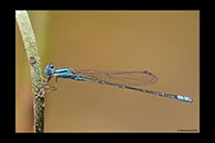 PhotoID: AusDa470. Blue Riverdamsel (Pseudagrion microcephalum) - male