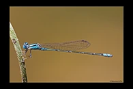 PhotoID: AusDa471. Blue Riverdamsel (Pseudagrion microcephalum) - male