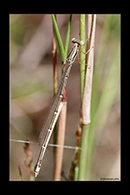 PhotoID: AusDa267. Powdered Wiretail (Rhadinosticta simplex) - female
