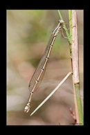 PhotoID: AusDa269. Powdered Wiretail (Rhadinosticta simplex) - female