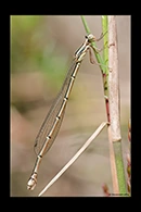 PhotoID: AusDa270. Powdered Wiretail (Rhadinosticta simplex) - female