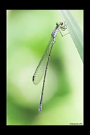 PhotoID: AusDa378. Powdered Wiretail (Rhadinosticta simplex) - male
