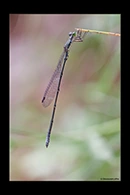 PhotoID: AusDa379. Powdered Wiretail (Rhadinosticta simplex) - male
