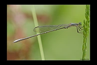 PhotoID: AusDa380. Powdered Wiretail (Rhadinosticta simplex) - male