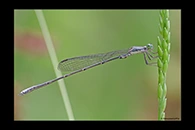 PhotoID: AusDa381. Powdered Wiretail (Rhadinosticta simplex) - male