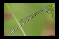 PhotoID: AusDa382. Powdered Wiretail (Rhadinosticta simplex) - male