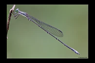 PhotoID: AusDa422. Powdered Wiretail (Rhadinosticta simplex) - male