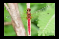 PhotoID: AusDr287. Rhodothemis lieftincki - male