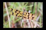 PhotoID: AusDr023. Rhyothemis graphiptera - female