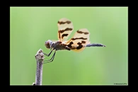 PhotoID: AusDr028. Rhyothemis graphiptera - male