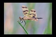 PhotoID: AusDr030. Rhyothemis graphiptera - female