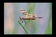 PhotoID: AusDr032. Rhyothemis graphiptera - female