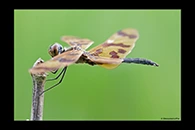 PhotoID: AusDr302. Rhyothemis graphiptera - male