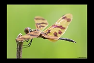 PhotoID: AusDr305. Rhyothemis graphiptera - male