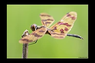 PhotoID: AusDr306. Rhyothemis graphiptera - male