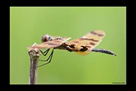 PhotoID: AusDr307. Rhyothemis graphiptera - male