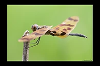 PhotoID: AusDr308. Rhyothemis graphiptera - male