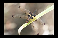 PhotoID: AusDr237. Rhyothemis phyllis - male