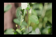PhotoID: AusDa085. Synlestes weyersii - male