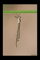 PhotoID: AusDa086. Synlestes weyersii - female