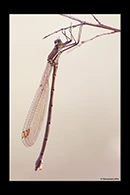 PhotoID: AusDa216. Synlestes weyersii - female