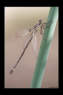 PhotoID: AusDa217. Synlestes weyersii - female