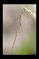 PhotoID: AusDa398. Synlestes weyersii - male