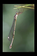 PhotoID: AusDa400. Synlestes weyersii - female
