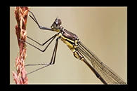 PhotoID: AusDa421. Synlestes weyersii - male